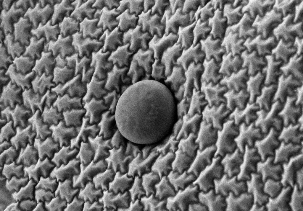 オレガノ（ハナハッカ）