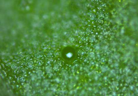 オレガノ（ハナハッカ）