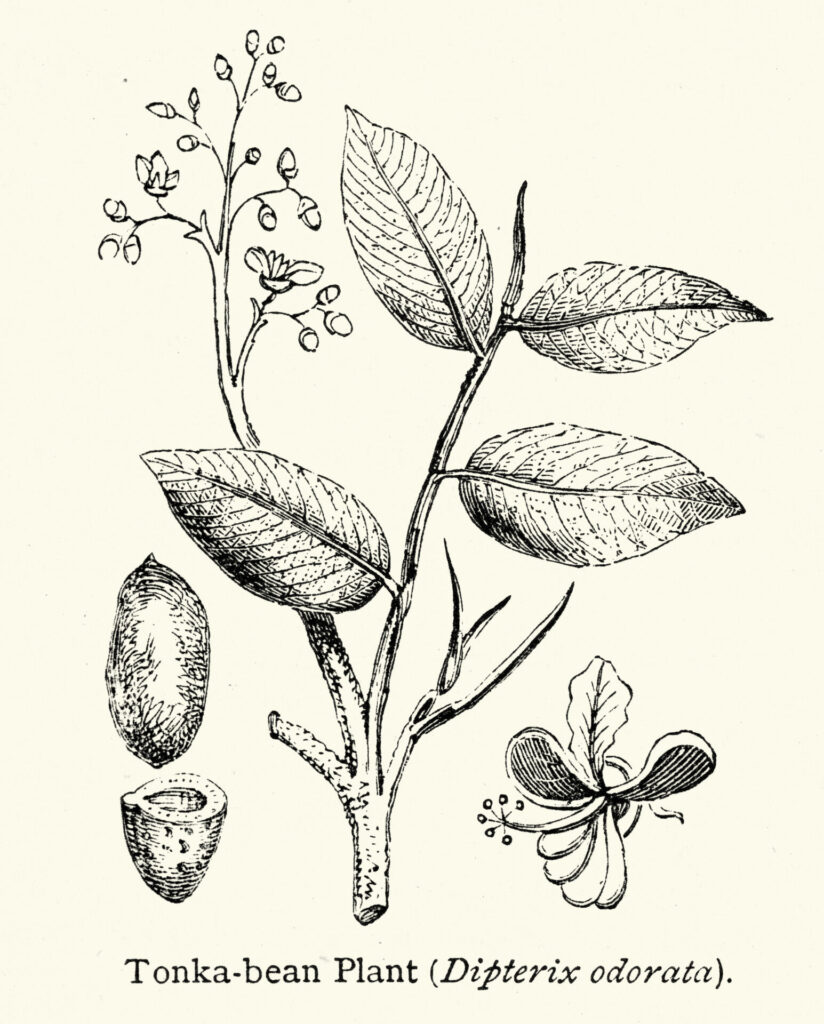 クマル（トンカ）