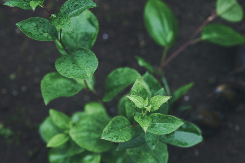 植物の力を東洋医学的な観点から紐解く ーVol.3