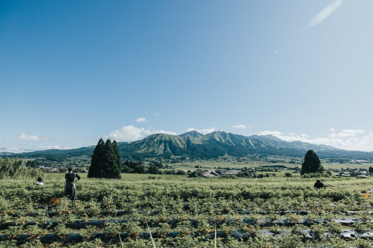 精油の香りはこうして生まれるーVol.2 植物の生育環境と香気成分の関係ー