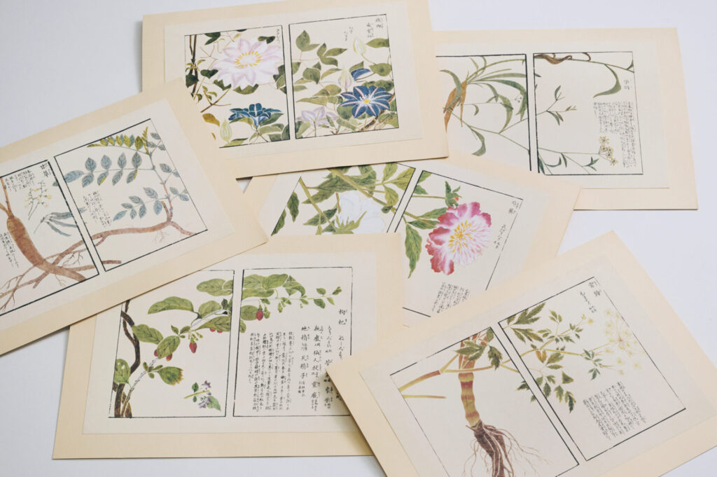 植物の力を東洋医学的な観点から紐解く ーVol.3