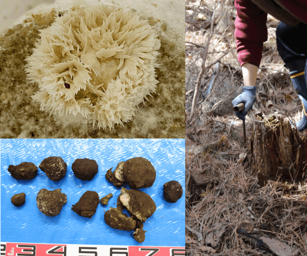 持続可能な社会へのヒントを学ぶ「茯苓（ブクリョウ）」