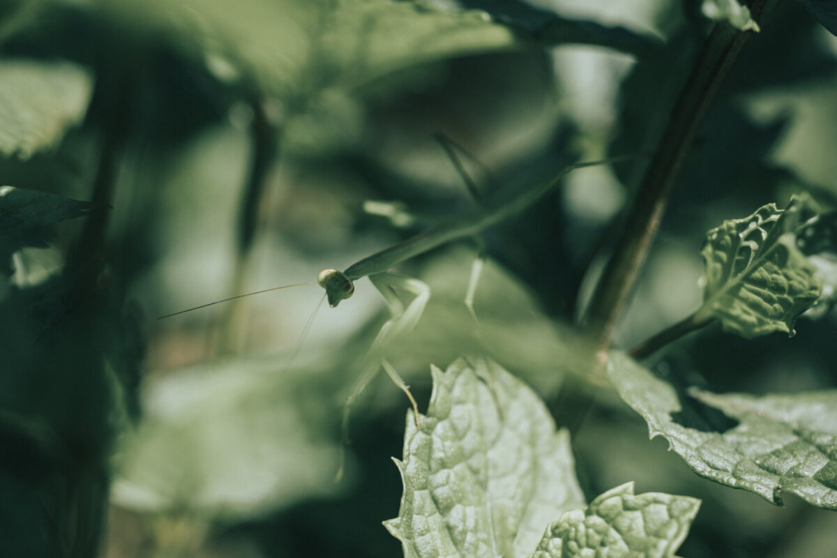 精油の香りはこうして生まれるーVol.2 植物の生育環境と香気成分の関係ー