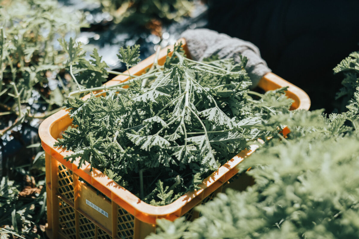 精油の香りはこうして生まれる ーVol.1  収穫から蒸留までの時間と香気成分の関係ー