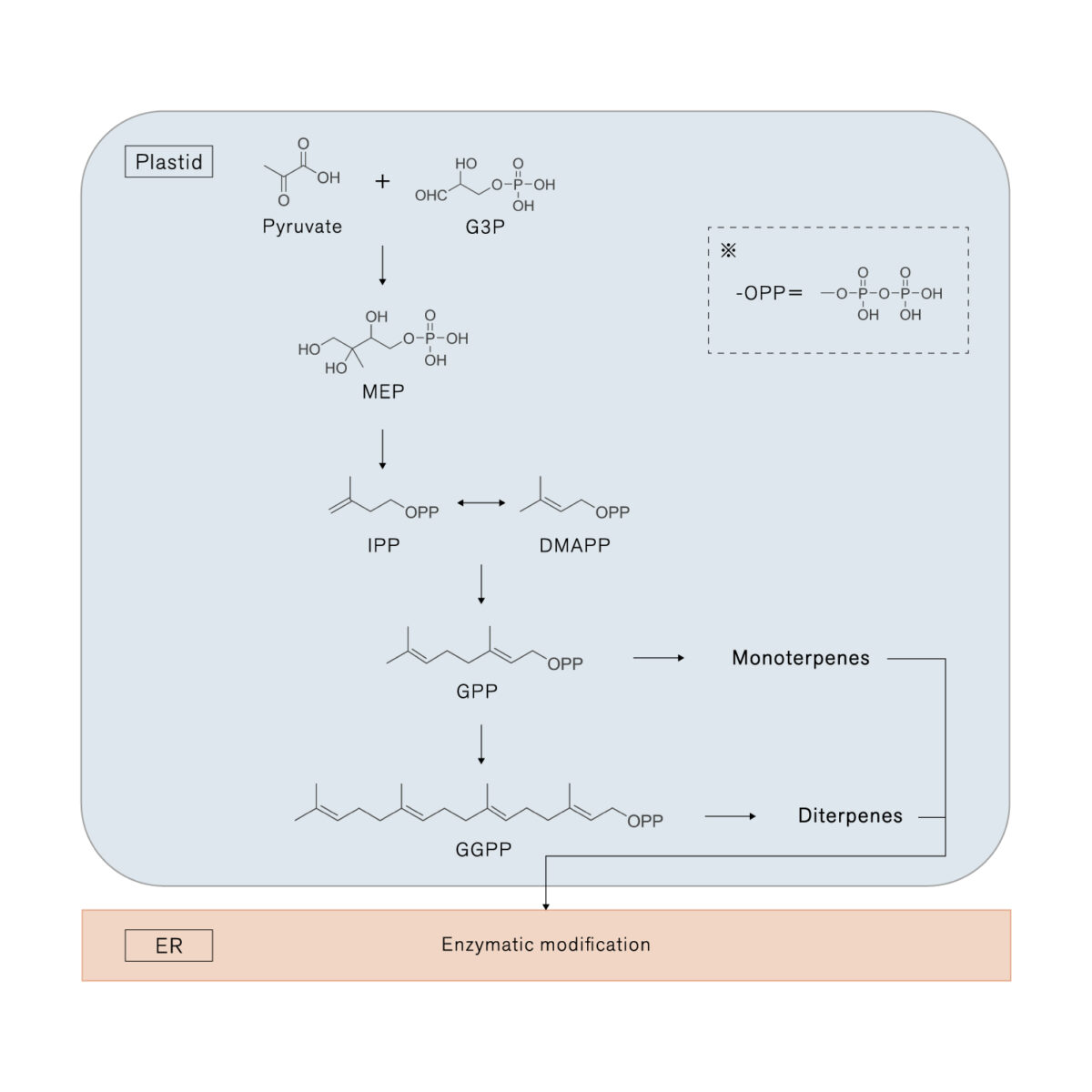 精油の貯蔵と生合成