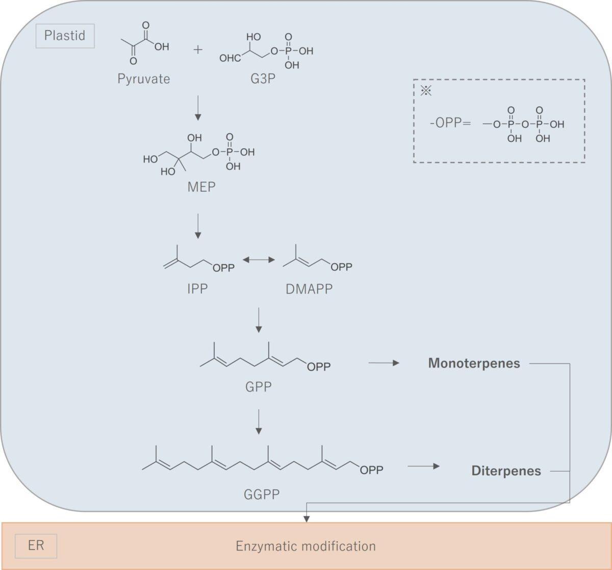 精油の貯蔵と生合成