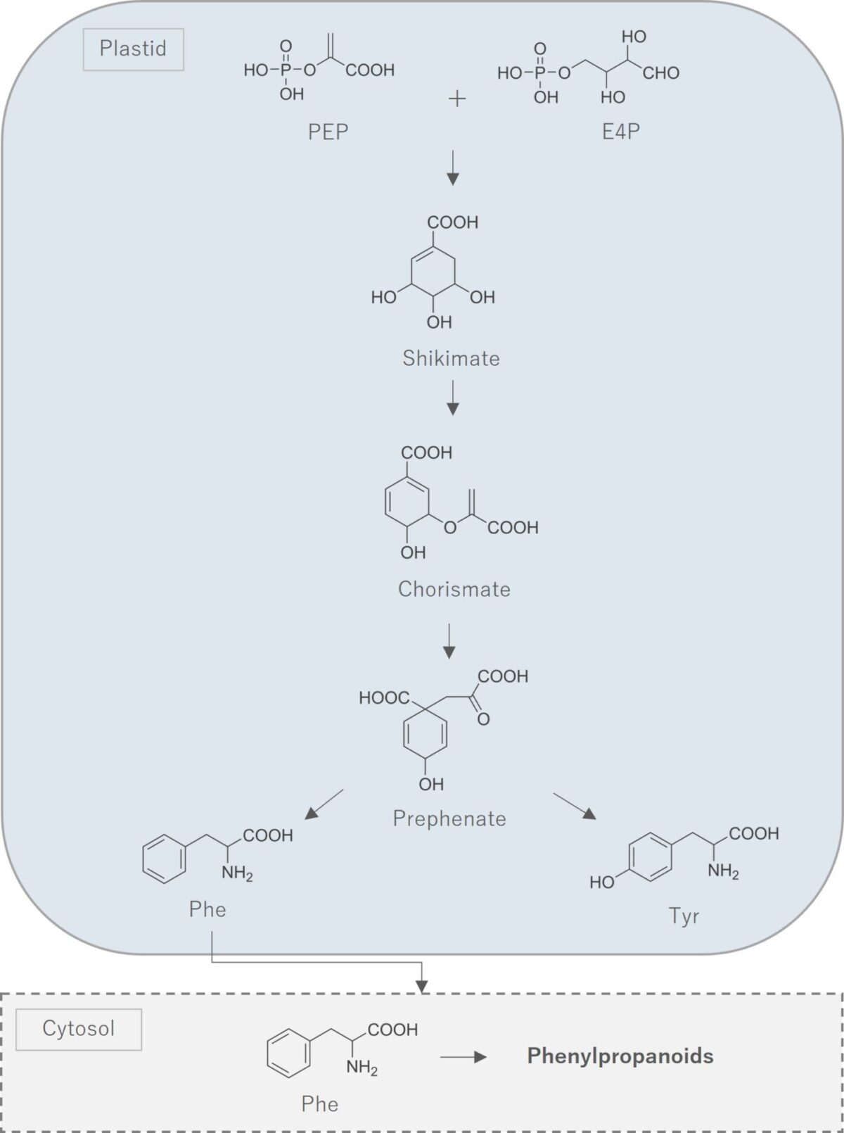 精油の貯蔵と生合成