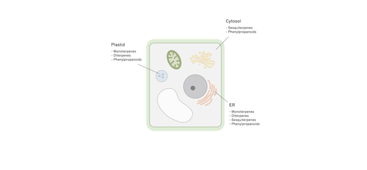 精油の貯蔵と生合成