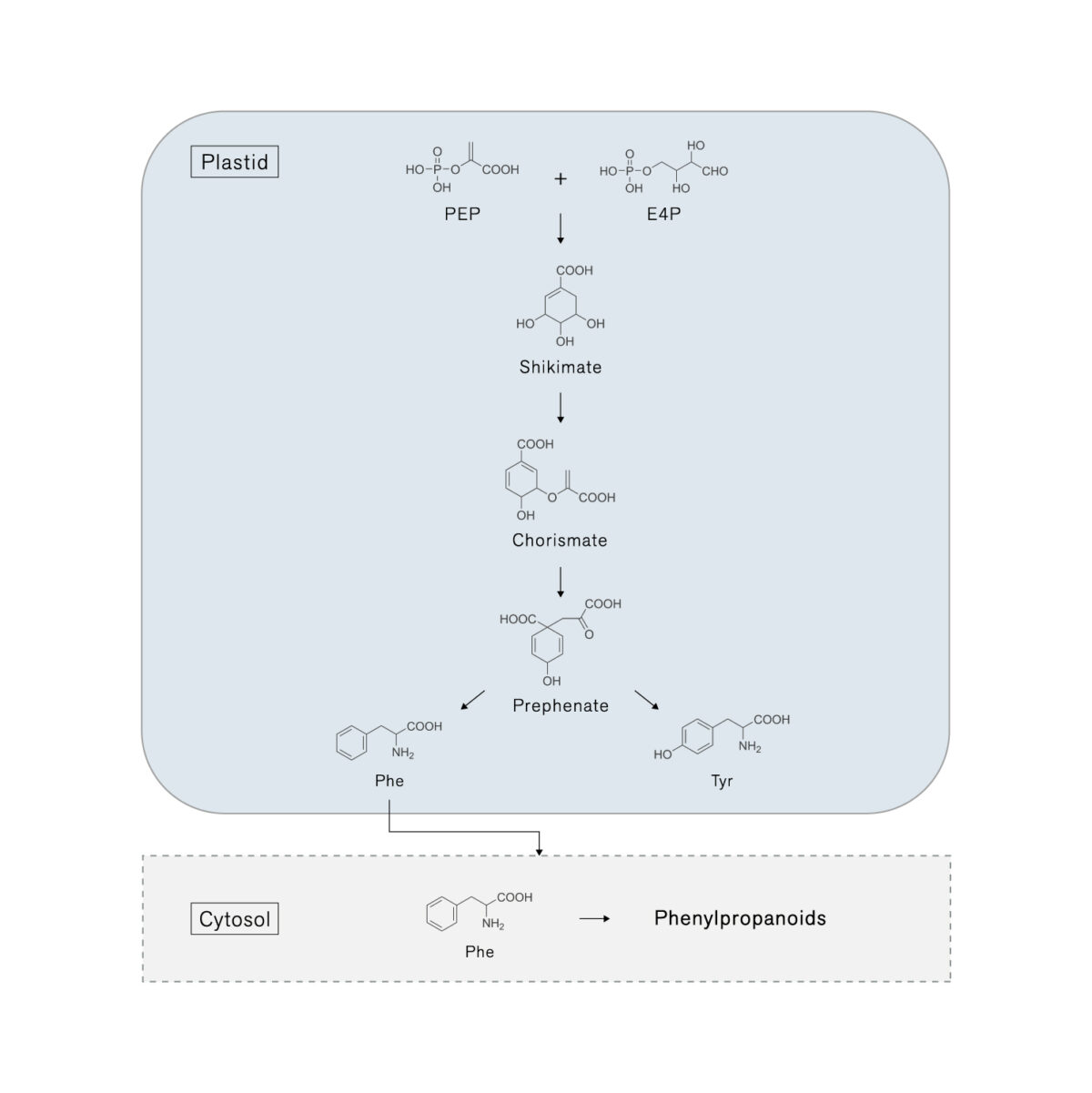精油の貯蔵と生合成