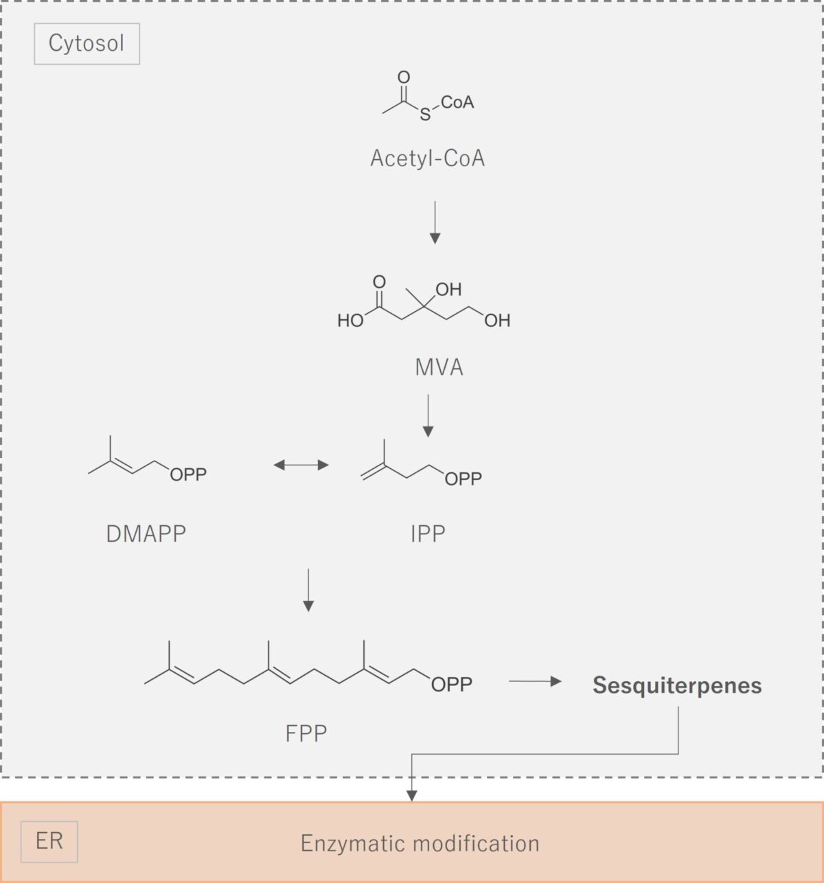 精油の貯蔵と生合成