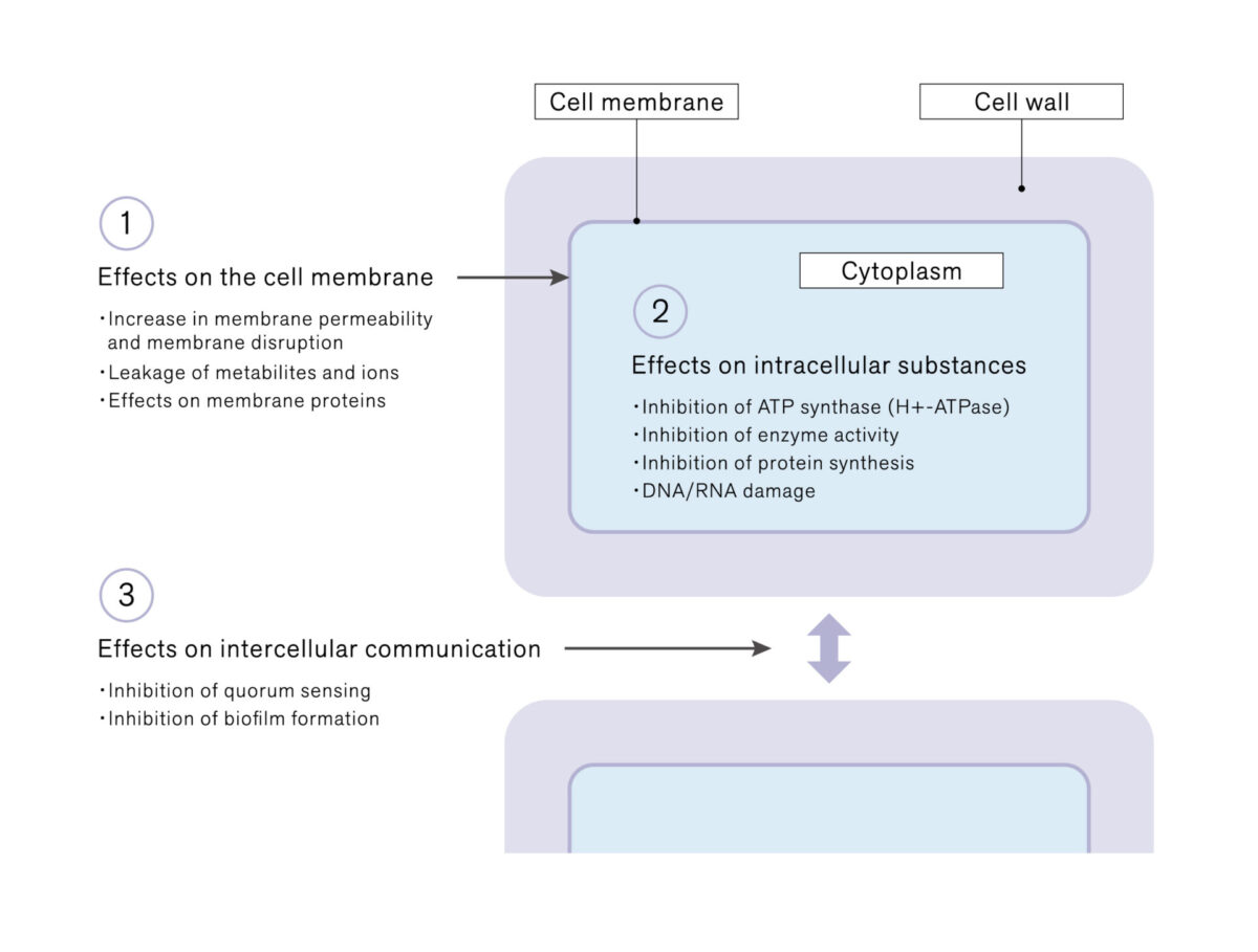精油成分の抗菌メカニズム