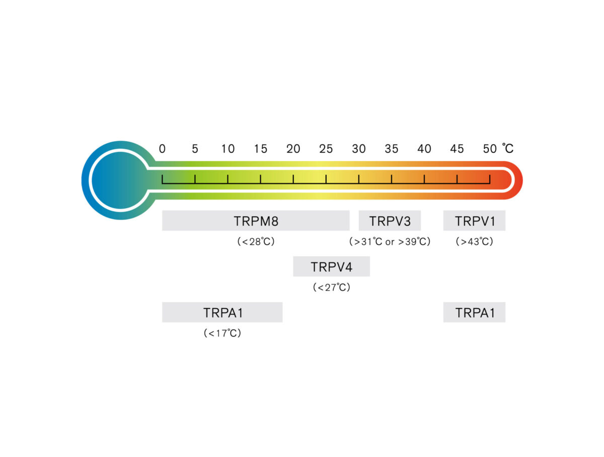 TRPチャネルを介した精油成分の作用