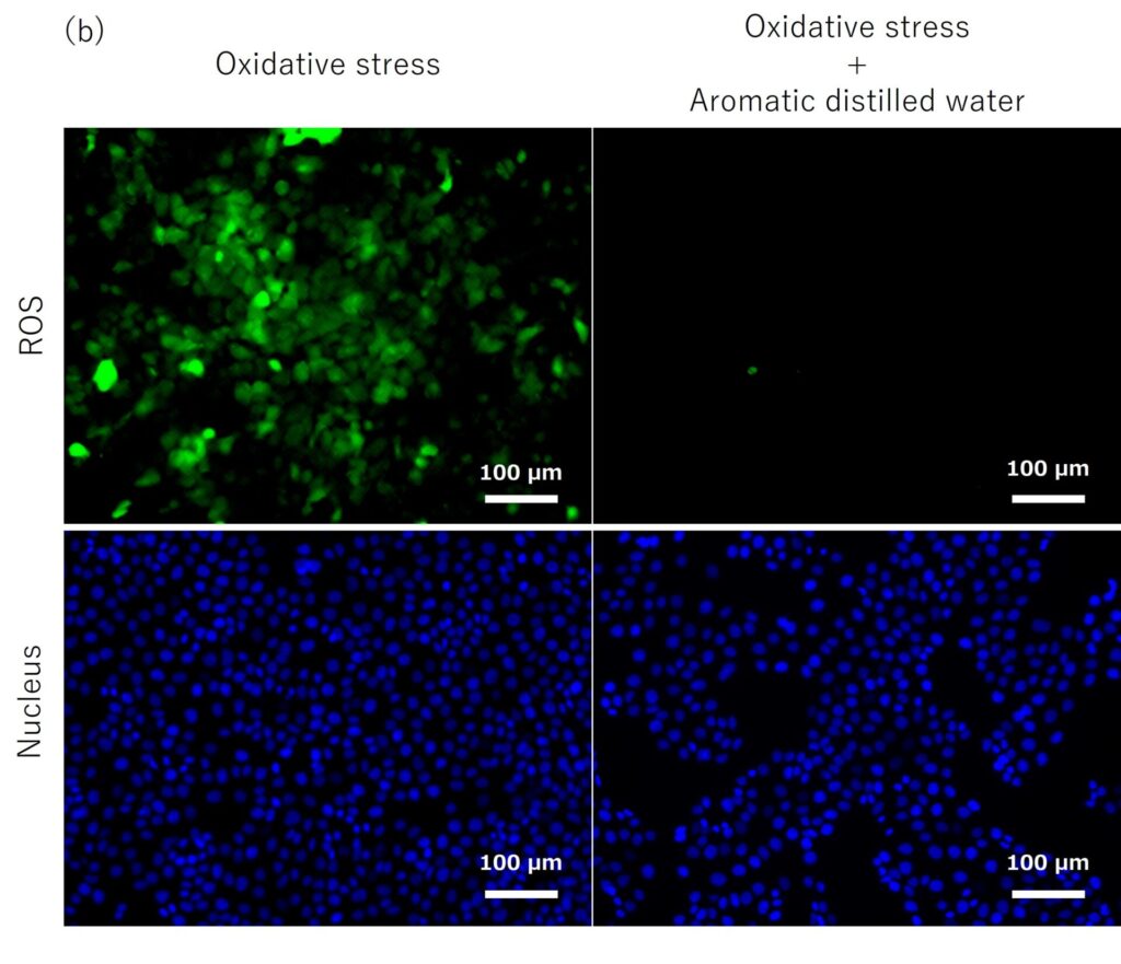 図2-b. ローズマリー芳香蒸留水の酸化ストレスに対する抗酸化作用
試験方法：ローズマリー芳香蒸留水を添加した皮膚角化細胞に酸化ストレスを与え、ROS産生を蛍光顕微鏡観察し、ローズマリー芳香蒸留水ありなしで比較した。
出典：THREE ホリスティックリサーチセンター