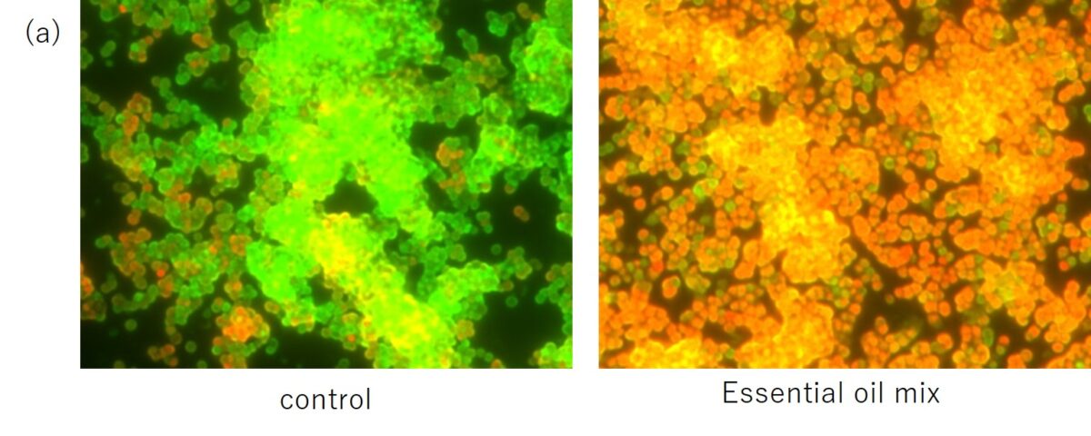 シナモン、クローブ、オレガノのブレンド精油の抗バイオフィルム作用を発見