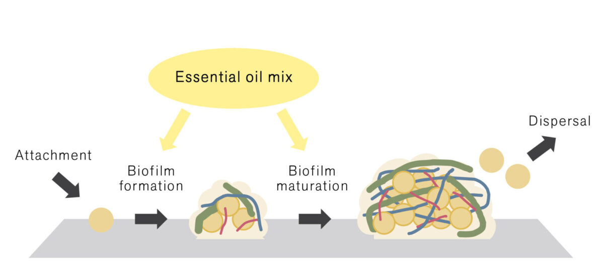 シナモン、クローブ、オレガノのブレンド精油の抗バイオフィルム作用を発見
