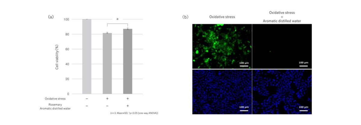 ローズマリー芳香蒸留水の酸化ストレス保護作用を発見