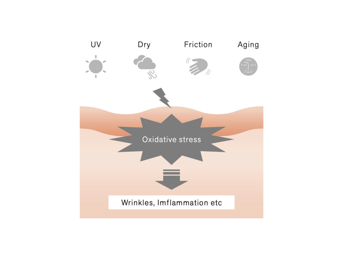 ローズマリー芳香蒸留水の酸化ストレス保護作用を発見