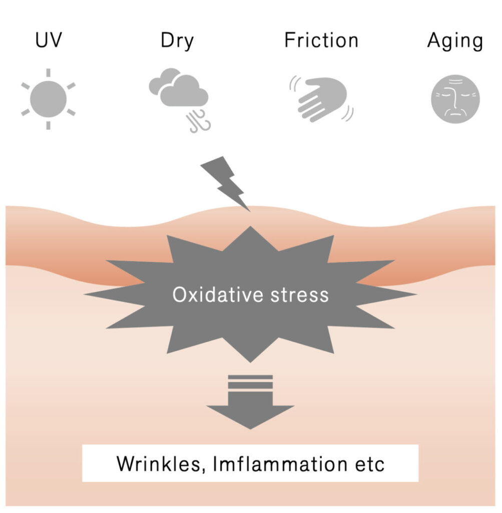 図1. 肌の酸化ストレス