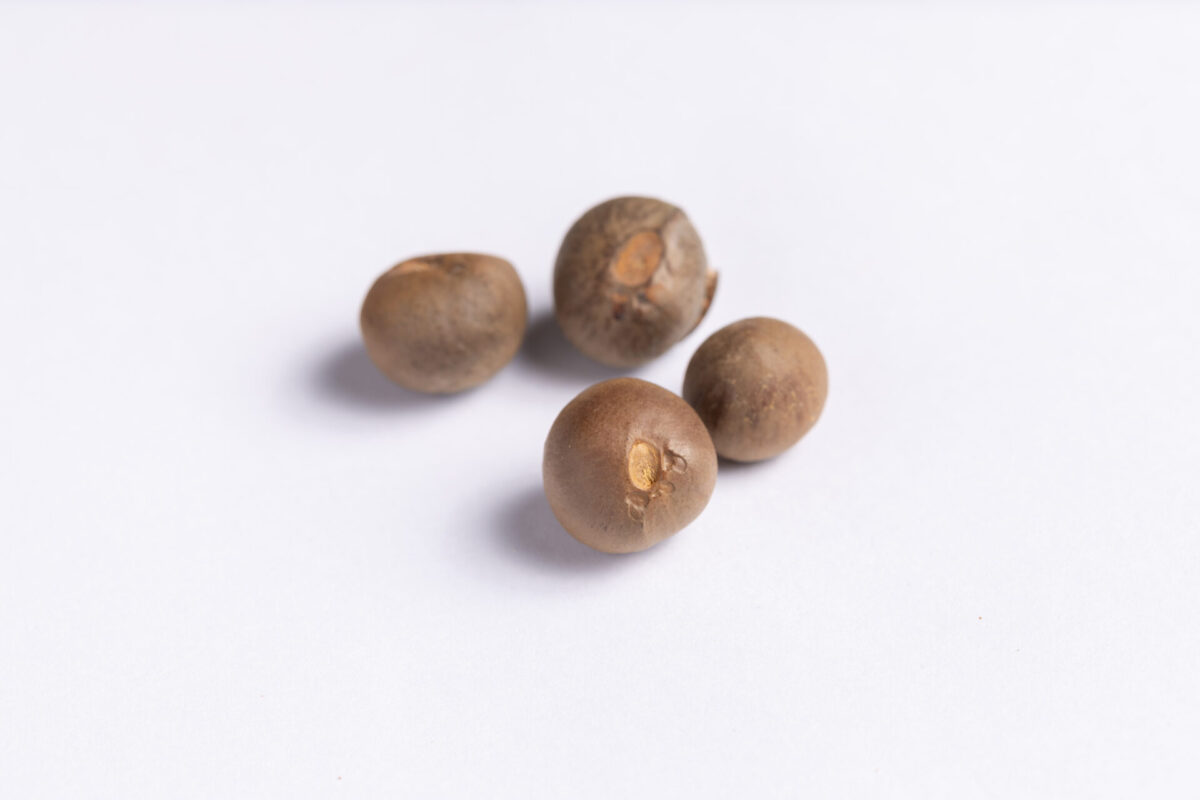 茶の実油の成分と創傷治癒に関する効果