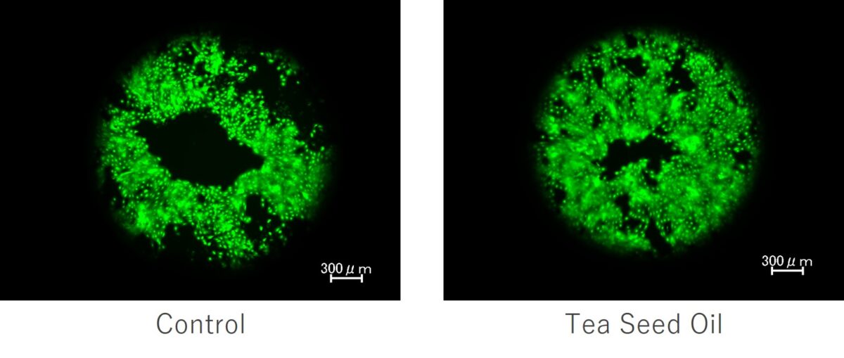 茶の実油の成分と創傷治癒に関する効果