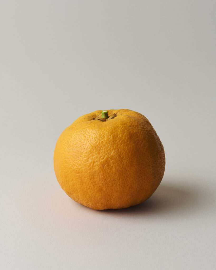 苦橙